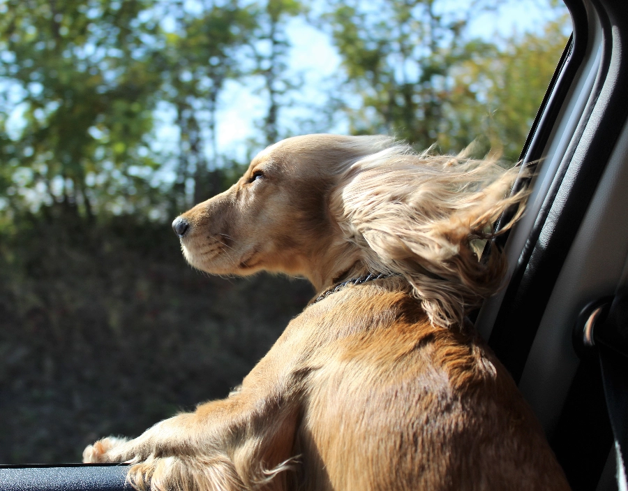 Image of tec nut single websites demo Pet Taxi Need a new company website?: how to startup a business, business on web, building a small business website, sample website, small company website, make business website, earn money online, website design, Bootstrap Templates, Website, Laravel